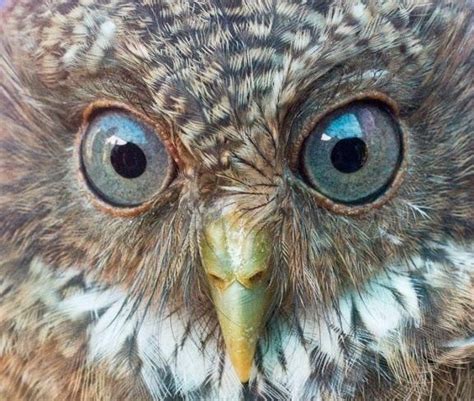 Camiguin Hawk Owl Alchetron The Free Social Encyclopedia