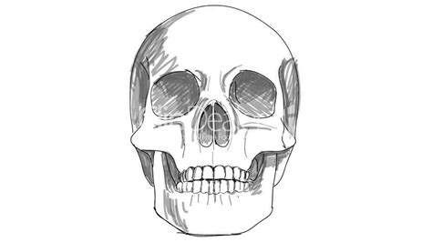 Skull Drawing Side View At Explore Collection Of