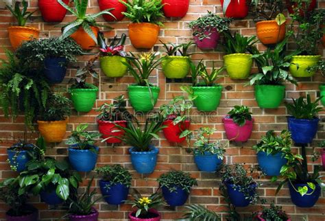Potted Multicoloured Flowers On A Wall Stock Photo Image Of