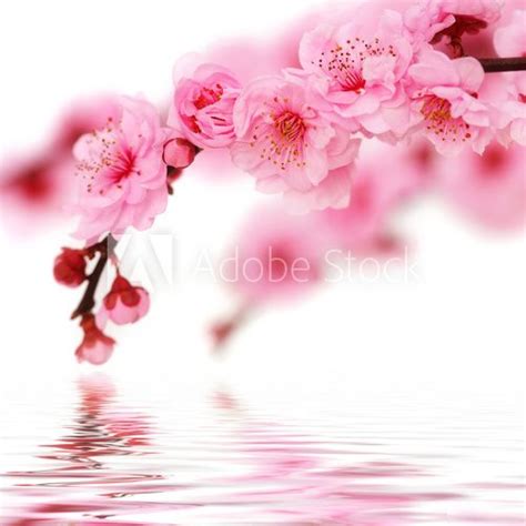 Kwiat Wiśni Kwitnąca Japonia Symbolicznie Fototapety Do łazienki