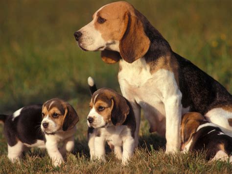 Download How to have a healthy Beagle | Shinga