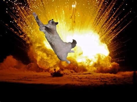 20 Cats Walking Away From Explosions As A Parody To Cool Guys Dont