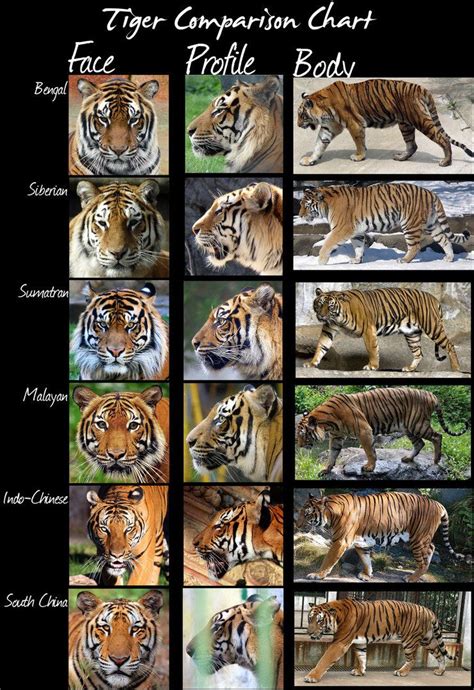 Tiger Species Wild Cat Species Wild Cat Breeds Endangered Species