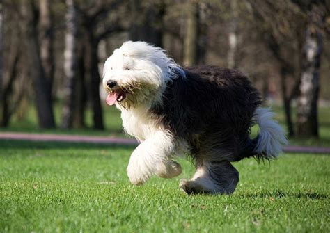 Facts About The Old English Sheepdog Pets Nurturing