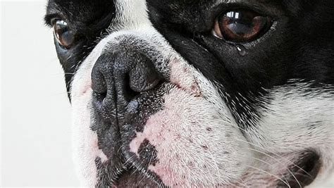 ¿los Perros Pueden Llorar ¿qué Significan Las Lágrimas De Perro
