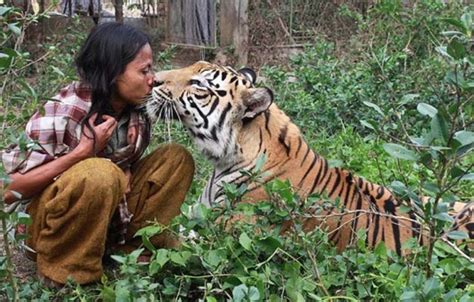 The Friendship Between Tiger And Human The World In Your Hand