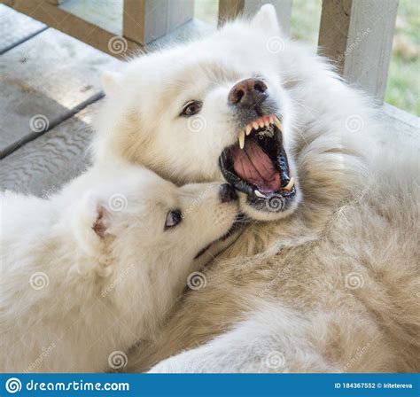 An Adult Samoyed Dog Growls At A Small Puppy Stock Photo Image Of