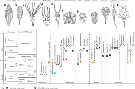 Stratigraphic Distribution Of Early To Middle Cambrian Download