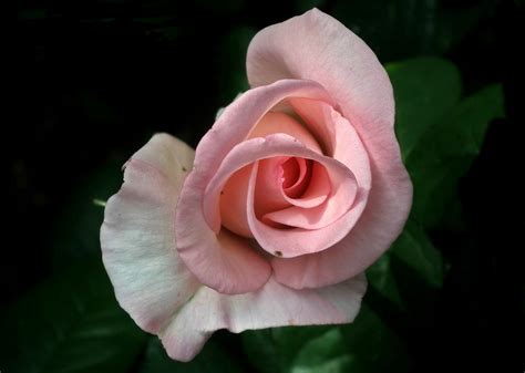 Fiore Rose Rosa · Foto Gratis Su Pixabay