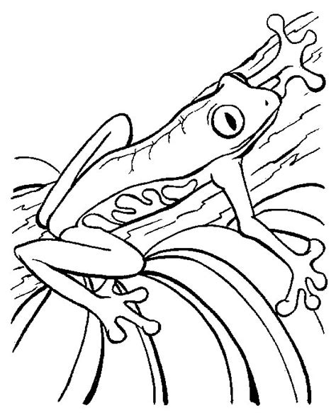 Rainforest Poison Dart Frog Coloring Page Coloring Pages