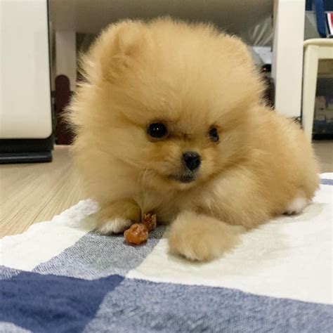 Pomeranian Puppies For Sale Cheap Near Me Pets Lovers