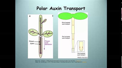 Homeostasis And Transport Of Auxin Youtube