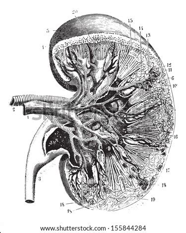 This print is made from a vintage image lovingly cleaned and enhanced to make a gorgeous black and white art print. Kidney Section Vintage Engraved Illustration Usual Stock ...