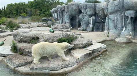 The Toronto Zoo Were Live From The Polar Bear Habitat