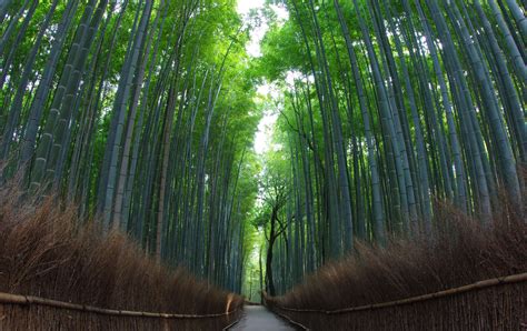 Arashiyama Bamboo Grove Travel Japan Japan National Tourism