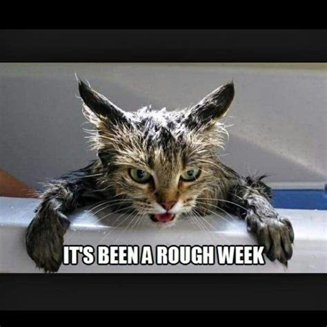 Rough Week Animals And Pets Funny Animals Cute Animals Kitten