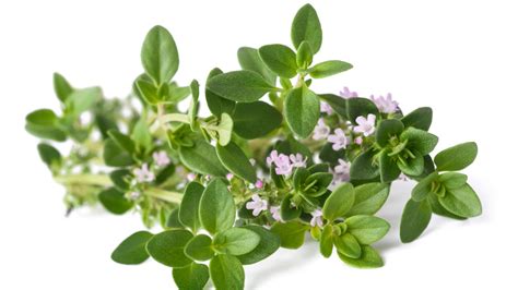 11 Varieties Of Thyme Explained