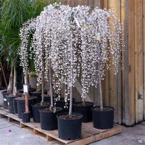Weeping Cherry Snow Fountains — Green Acres Nursery And Supply