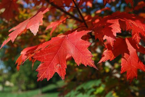 The maple leaf is the characteristic leaf of the maple tree. Red Maple Leaf - WagonWheel Farm