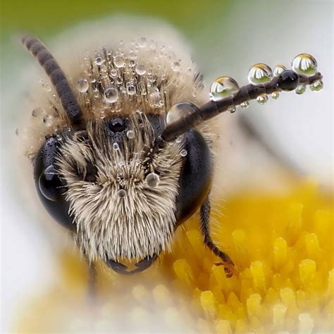 Best 25 Worker Bee Ideas On Pinterest Manchester Worker Bee
