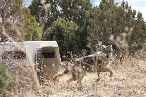 Field Notes Mexican Gray Wolf Recovery Efforts Winter