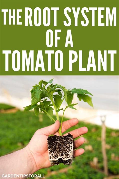 The Root System Of A Tomato Plant Everything You Need To Know
