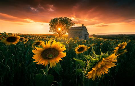 Wallpaper Sunflowers Sunset Tree Sun Images For Desktop