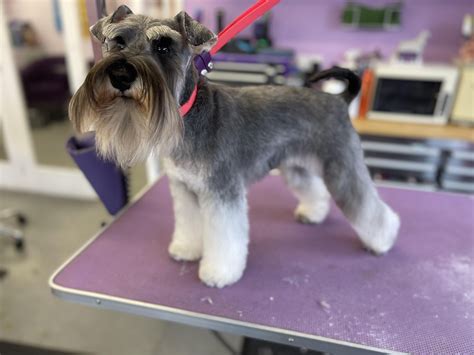 My Schnauzer Puppy Heidi, we’re dipping our toes into showing and was