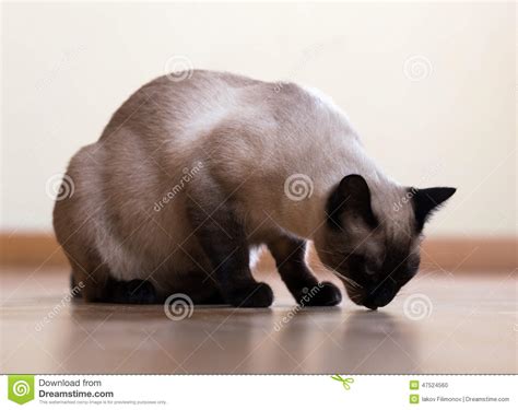 Eating Adult Siamese Cat Stock Photo Image Of Pedigreed 47524560