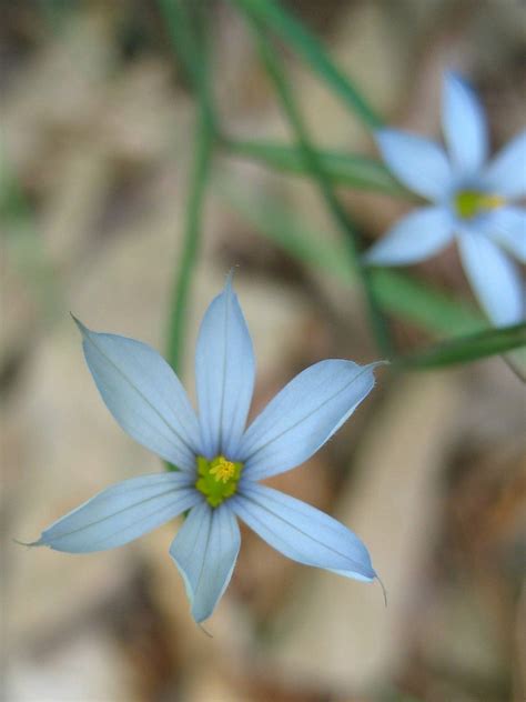 Blue Eyed Grass Sisyrinchium Angustifolium Gnps