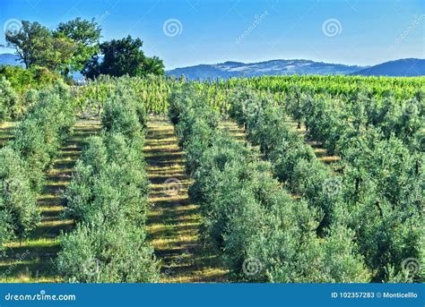 Olives Plantation And Vineyards Near Montalcino Tuscany Italy Stock