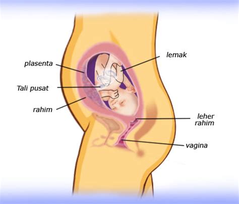 Sakit pinggang sebelah kanan berkaitan dengan organ. Nyeri Perut Bagian Bawah Saat Hamil - Detik Kesehatan