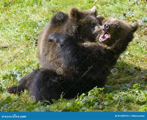 Two Brown Bear Cubs Play Fighting Stock Photo Image Of Cute Finnish