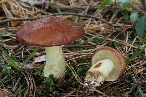 Suillus Granulatus Gu A Completa De Identificaci N De Hongos