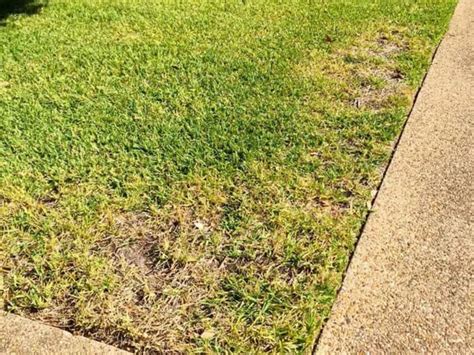 How To Make St Augustine Grass Spread Quickly