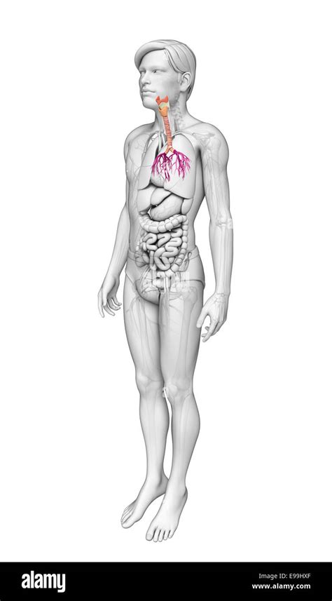 Illustration Of Male Throat Anatomy Stock Photo Alamy