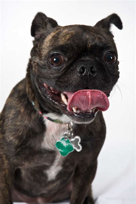 Bugg Dog Breed » Everything About Bugg