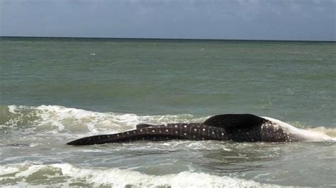 Dead Whale Shark Found On Sanibel Shore Sunday Morning