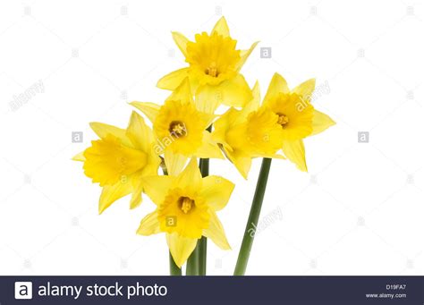 Group Of Yellow Daffodil Flowers Isolated Against White Stock Photo Alamy