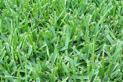 Augustine decline is actually a virus commonly contracted by st. Floratam - St. Augustine - Mata-Turf
