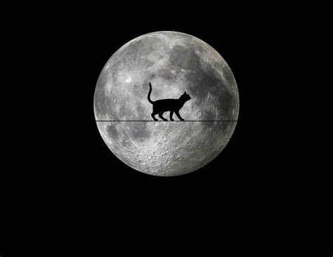 Full Moon And Black Cat Free Stock Photo Public Domain Pictures