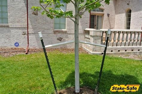 How Many Tree Stakes Should I Use To Secure A Newly Planted Tree