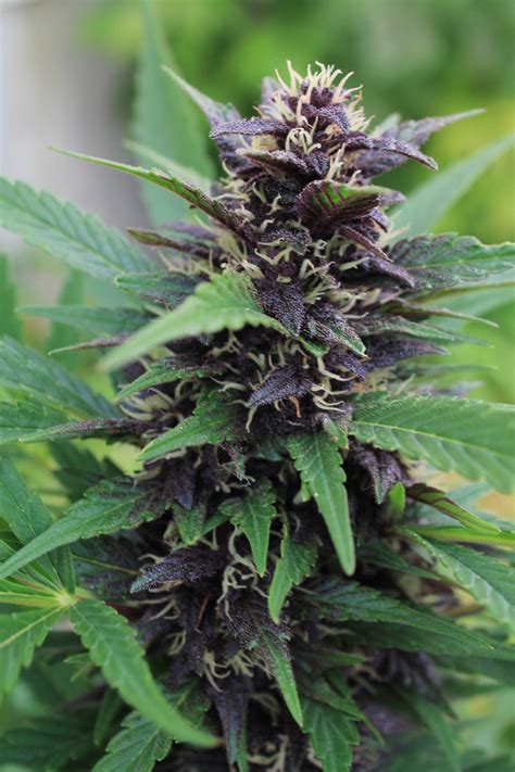 Crop King Seeds Purple Kush 4 Grow Journal Week9 By Annej Growdiaries