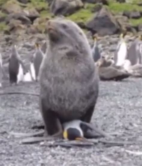 Male Fur Seals Raping Penguins Sub Antarctic Islands Video World News Uk