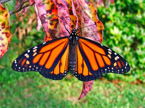 Male Monarch Butterfly C2018 15 September Slippery Rock