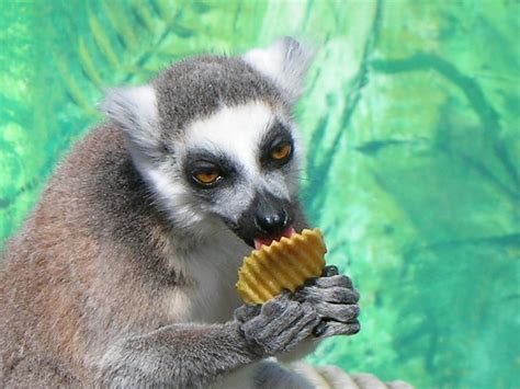 Ring Tailed Lemur Eating A Crisp Flickr Photo Sharing