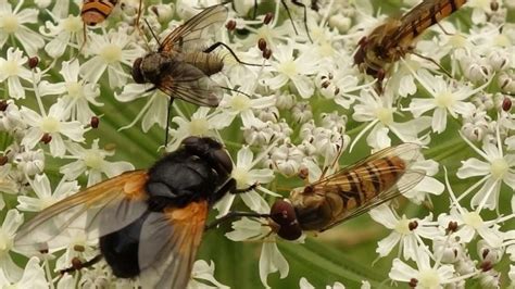 In einem naturnahen garten halten sich nützlinge und schädlinge normalerweise das gleichgewicht. Blüten für Insekten im Garten | Region Waldkraiburg
