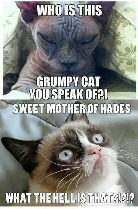 34 Grumpy Cat Ideas Grumpy Cat Grumpy Grumpy Cat Humor
