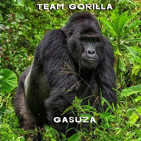 Celebrate World Gorilla Day With Teamgorillasong Conservation