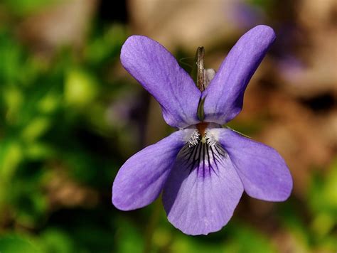 Free Photo Viola Flower Floral Nature Free Image On Pixabay 391376